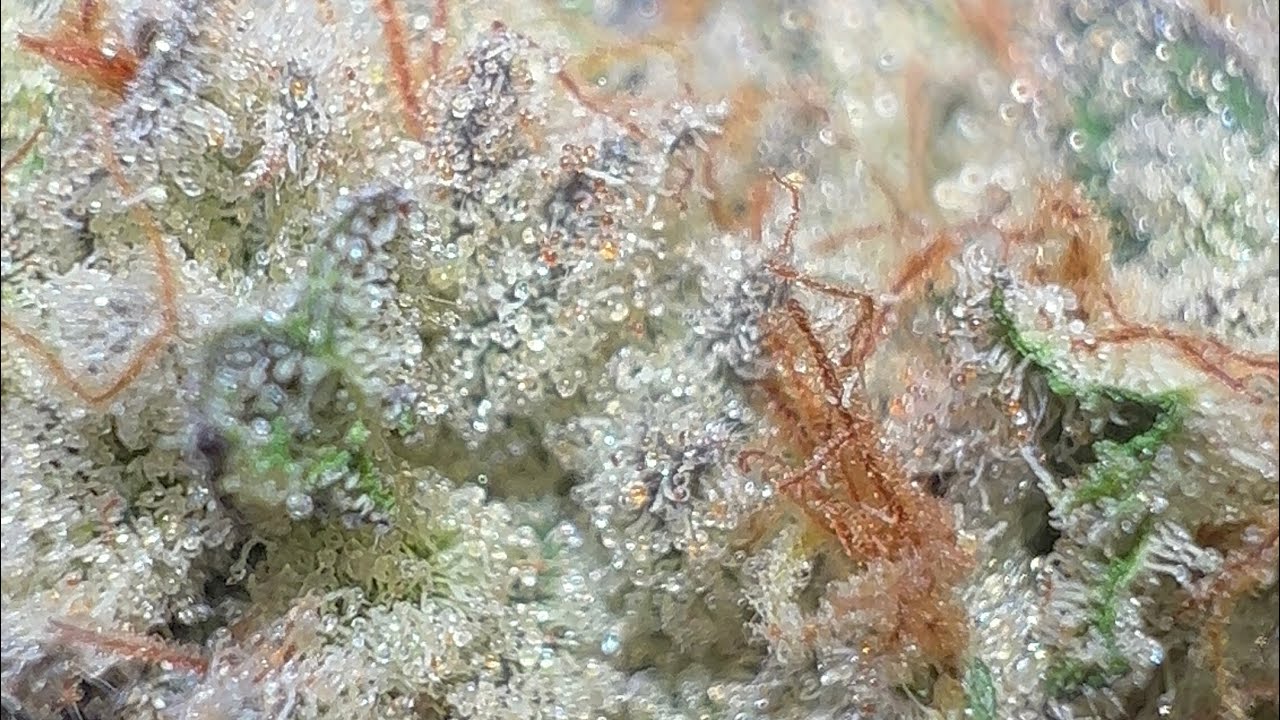 How To Grow A Pound Athena Nutrients ONLY Seed to Harvest Half Pound per Plant High THC HomeGrown