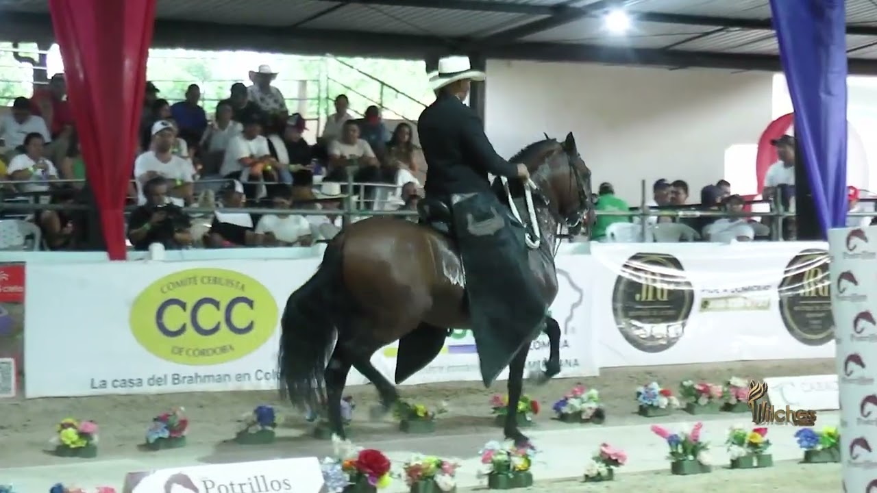 BENDECIDO DE LA MILAROSA, PRIMER PUESTO CABALLOS 48-60 MESES P1 LOS POTRILLOS MONTERÍA GRADO B 2026