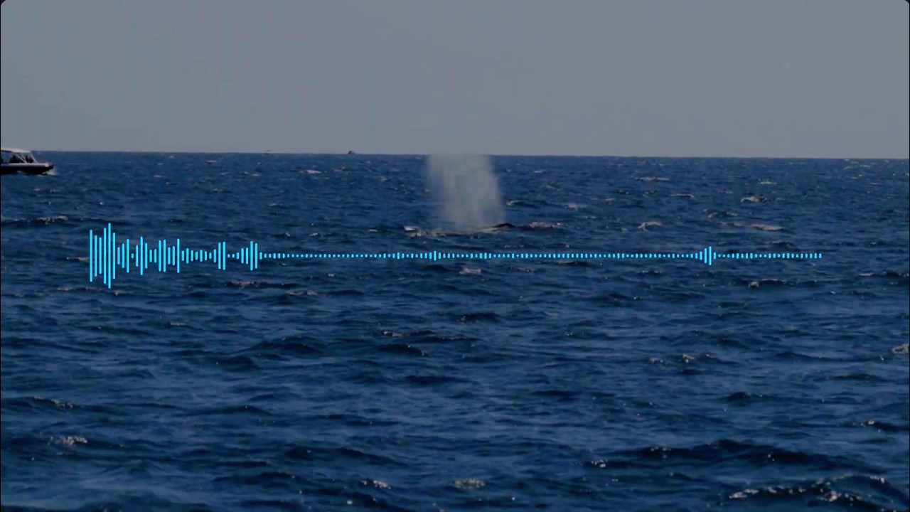Live streaming of Tallo Billa (Humpback whale) song - ANAT SPECTRA 2025 | SPECTRA Vision Episode #13