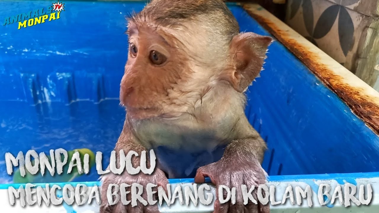 baby monpai is very happy to swim in the new pool #animalsmonpaitv #monpai #babymonkey