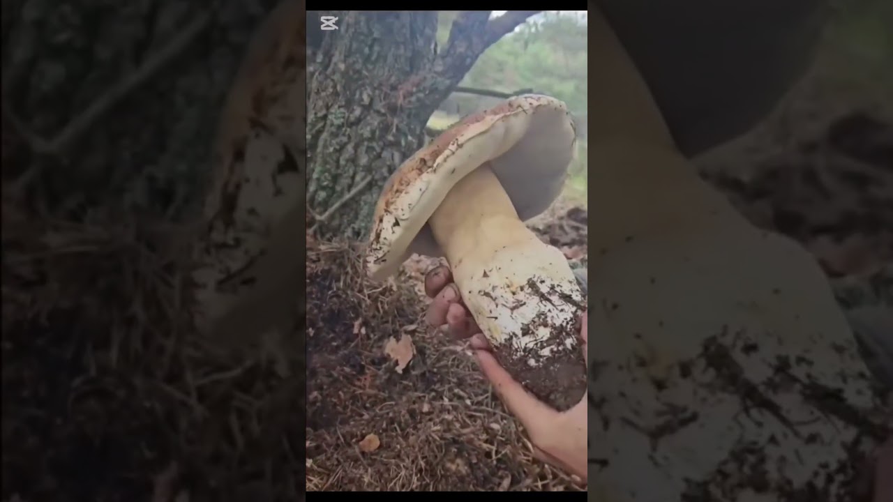 I just found the BIGGEST wild mushrooms of my life in the Italian mountains.