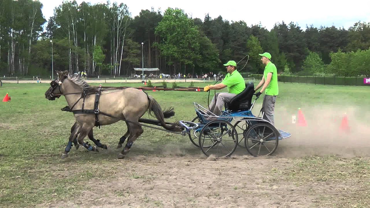 Zawody zaprzęgowe w Kobra Park - wybrane przejazdy cz. 3