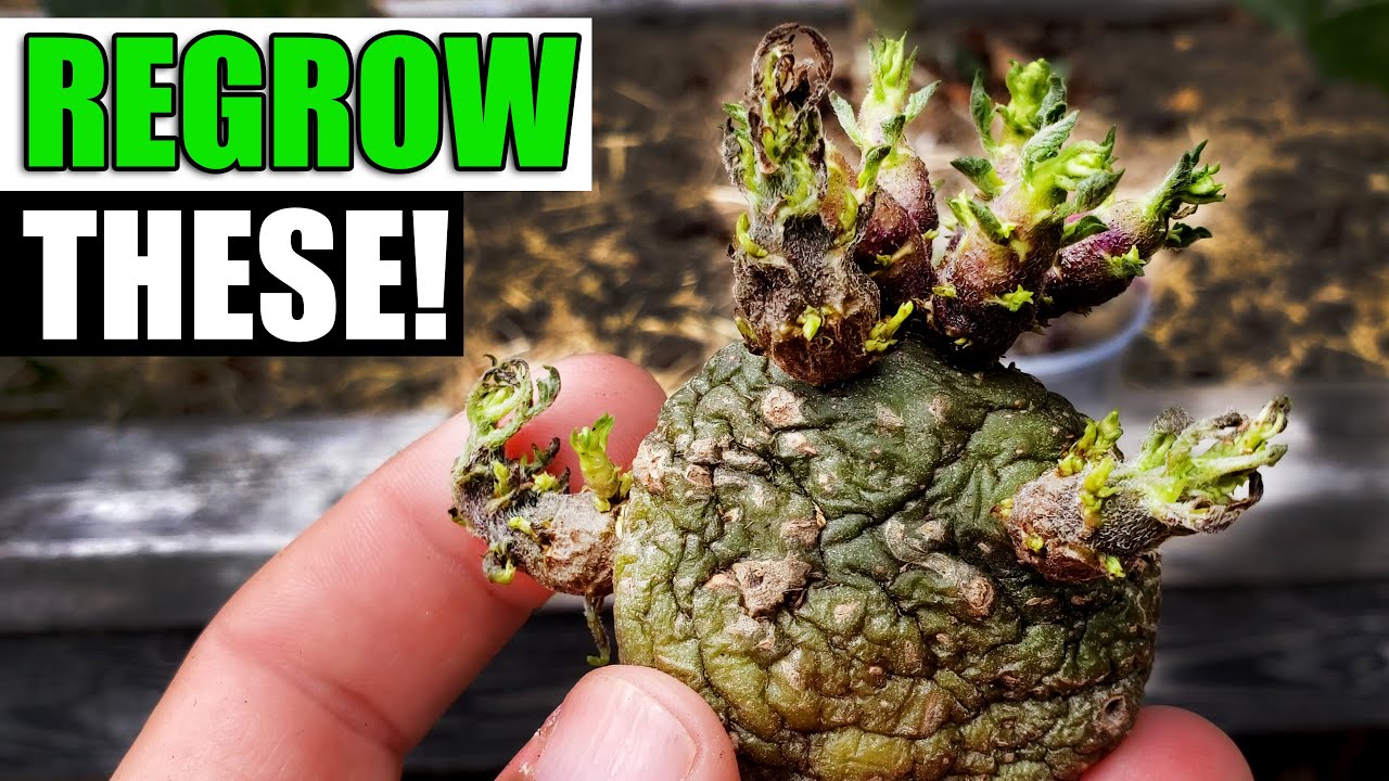 8 Plants That Anyone Can Regrow In 2023
