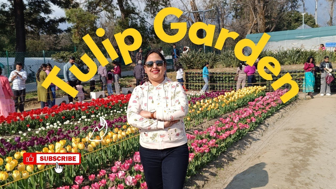 Palampur Tulip Garden 2026 🌷 | Beautiful Tulip Valley in Himachal Pradesh | Travel Himachal