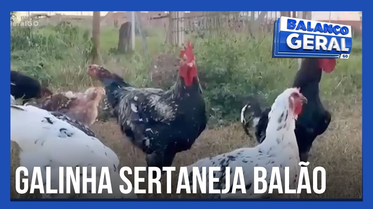 Nova raça de galinha caipira pode pesar até 8 kg