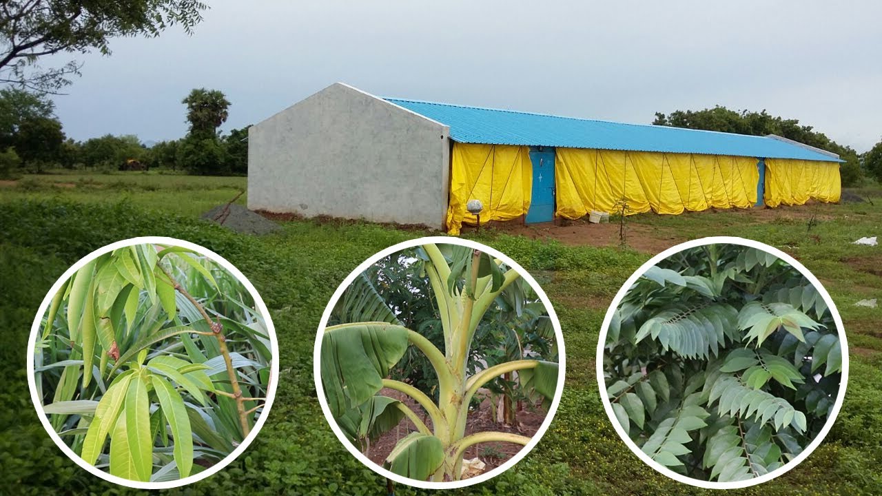 பண்ணையில் எந்த வகையான மரங்களை வளர்க்கலாம்| What Type of Trees You Can Grow in the Farm