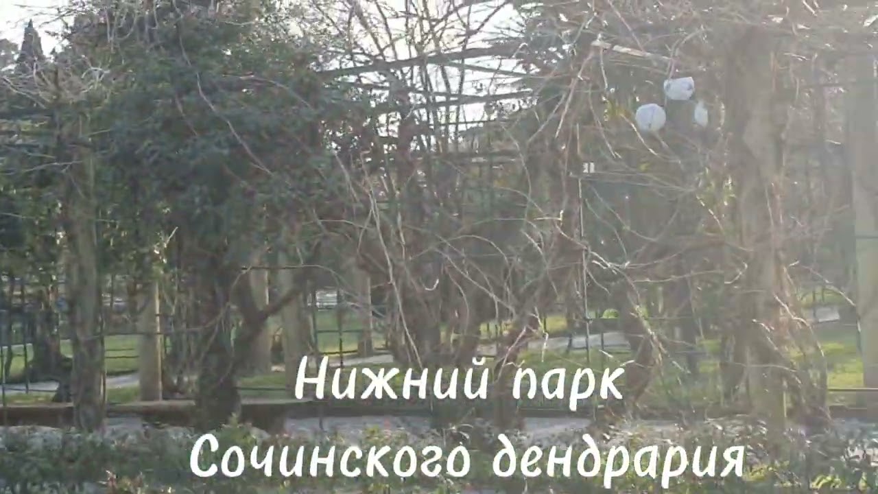 Нижний парк Сочинского дендрария - часть парка разделённая Курортным проспектом. Показываю, смотрите