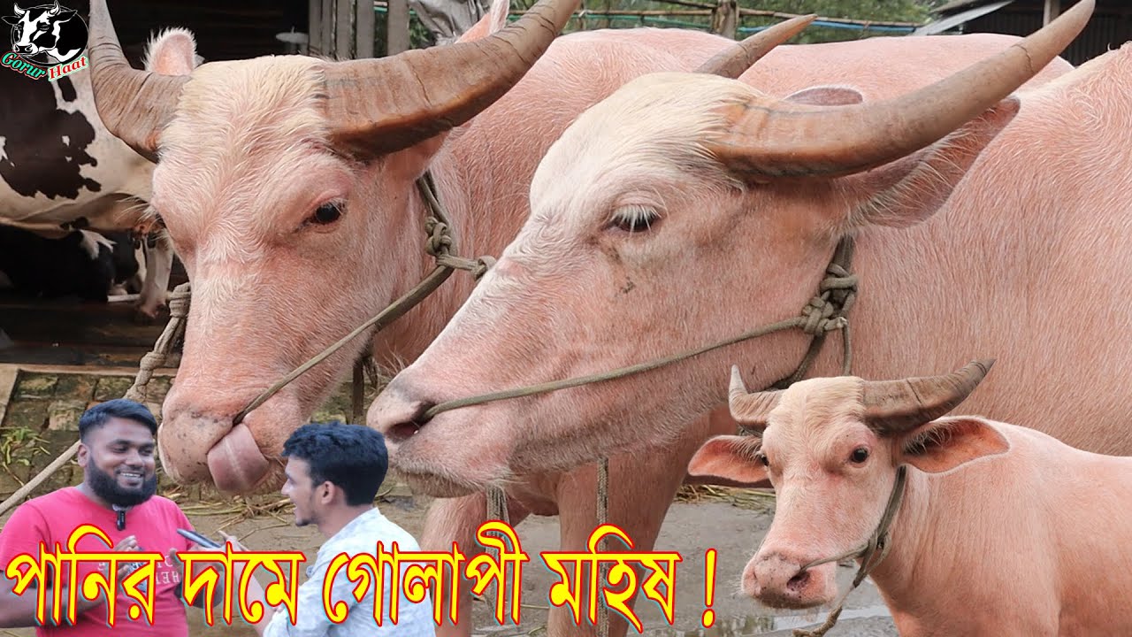 আজ পানির দামে গোলাপী মহিষ ! আমার প্রতিবেদনের লাইফে ১ম দেখলাম ! স্পেশাল চমক !গরুর হাট #baffalo