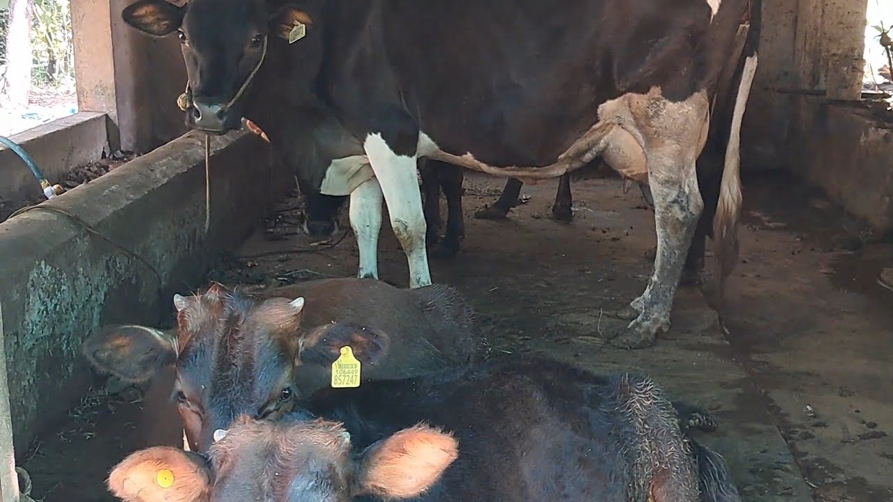 Cow 
