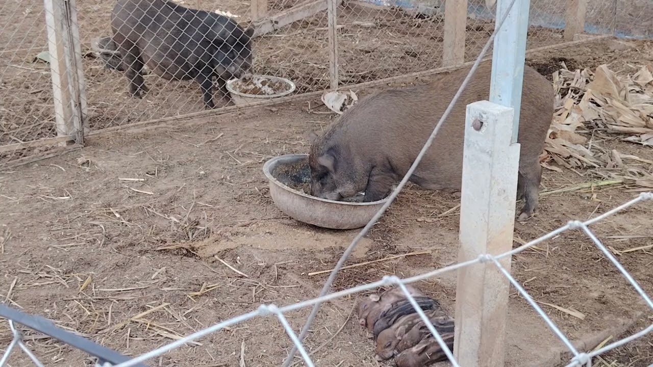 เลี้ยง​หมูป่า​ลูกหมูป่า​น่ารัก​ เลี้ยง​หมูป่า​เสริม​รายได้​ เลี้ยง​หมูป่า​สร้าง​รายได้​