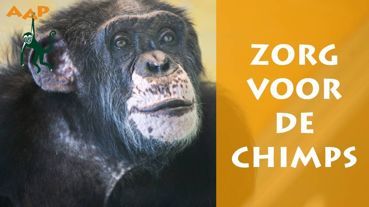 Onlangs geredde circus-chimpansees in quarantaine (een update) - Stichting AAP