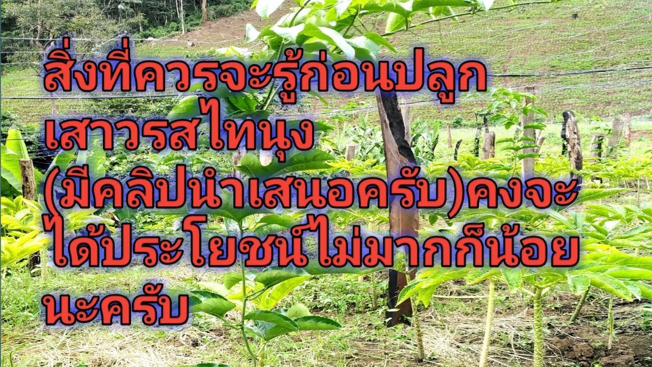 #ปลูกเสาวรสพันธุ์​ไทนุงยังไงเพื่อให้ได้เงิน10000เงินแสน