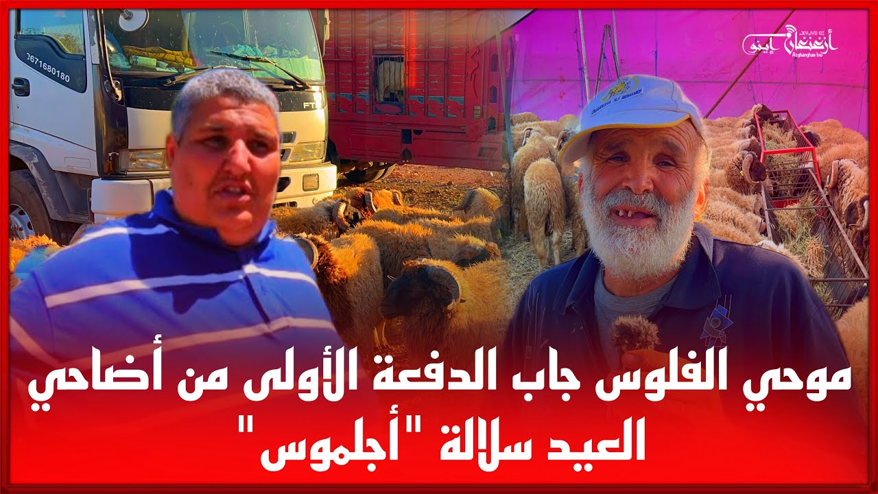 🔴موحي الفلوس جاب الدفعة الأولى من أضاحي العيد سلالة 