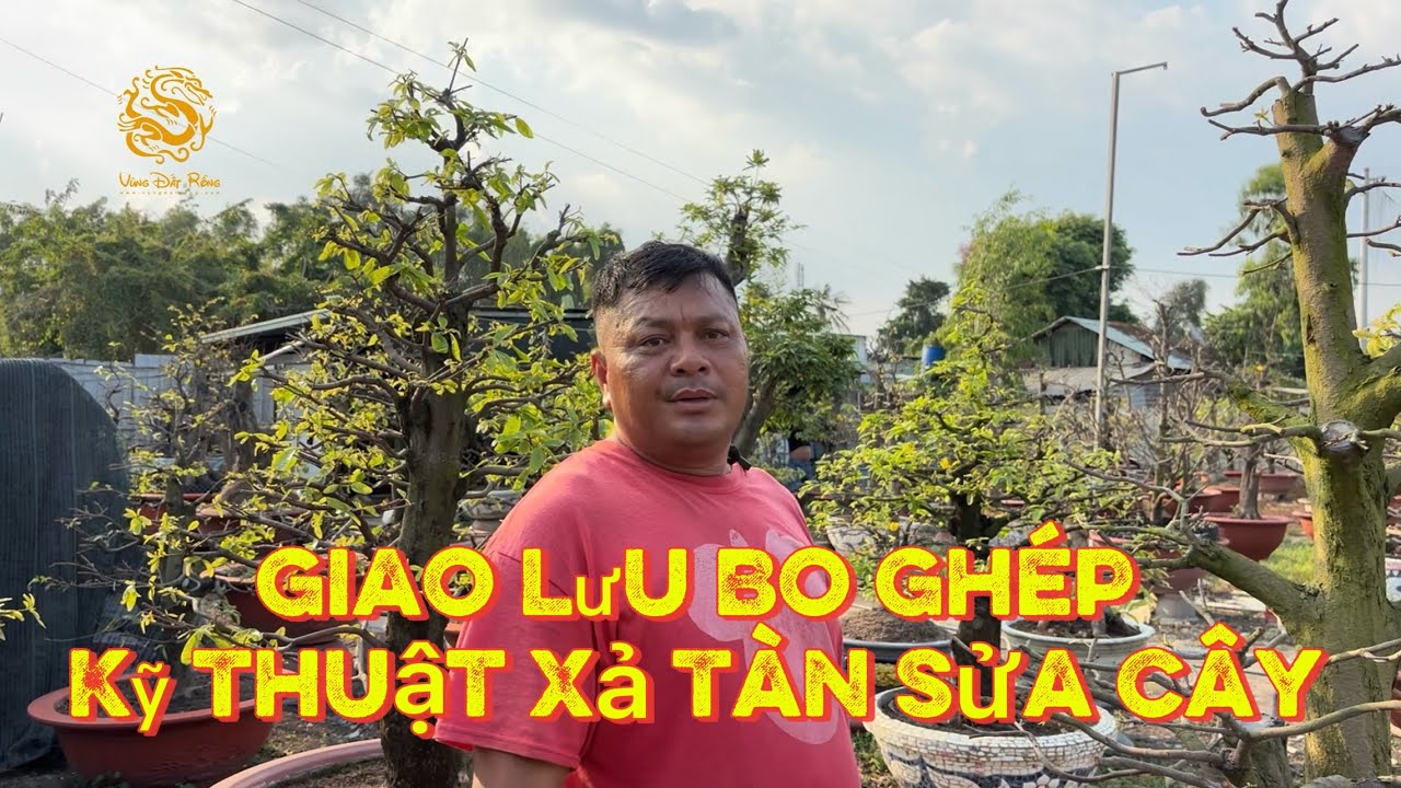 🐉Kỹ thuật xả tàn sửa cây sau Tết ở vườn Mai Vàng anh Hoà|Vùng Đất Rồng 