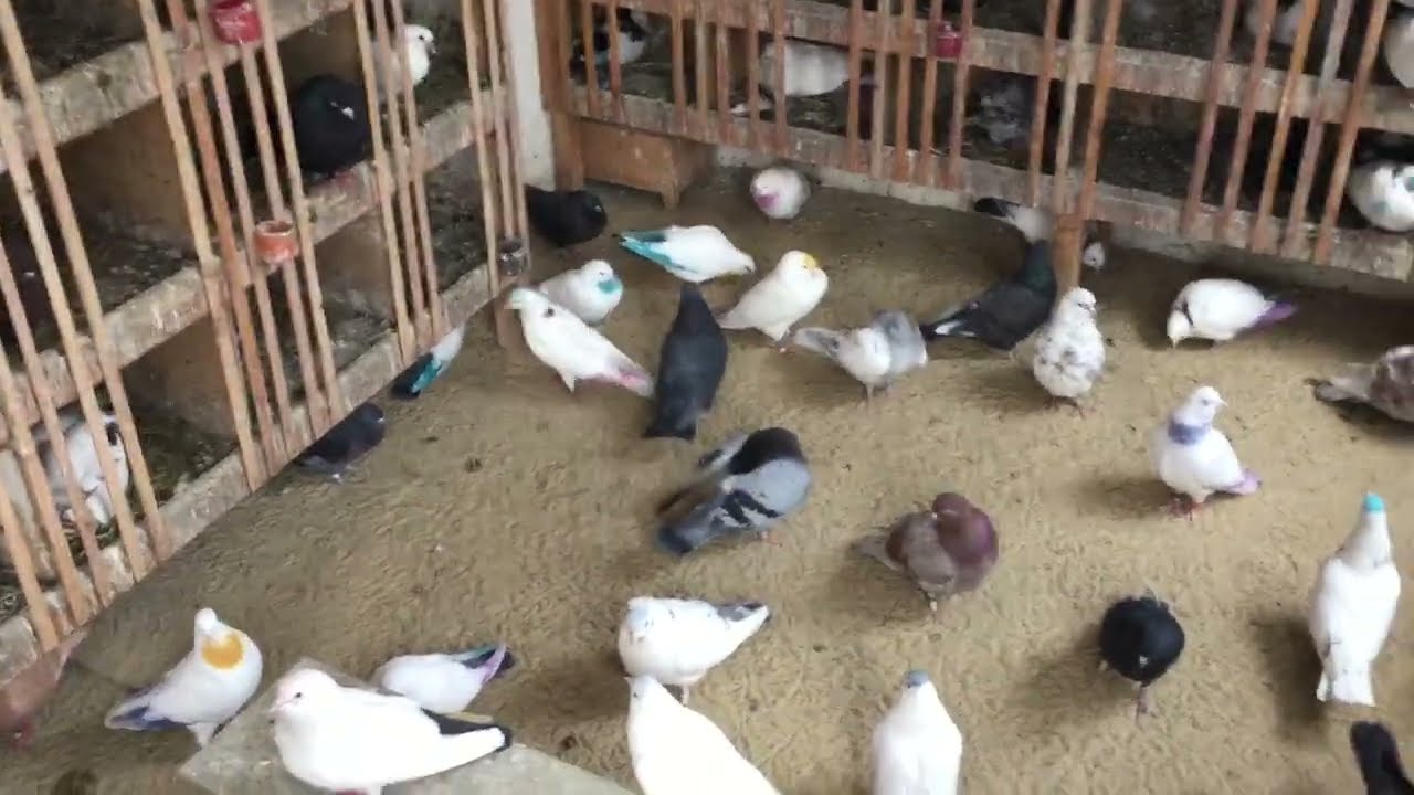 #Pigeons.Жидкий помёт у голубей.