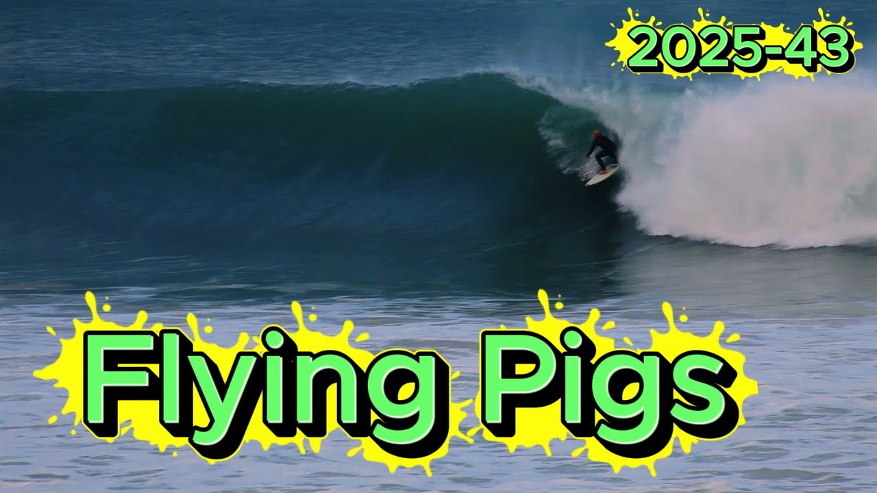Flying Pigs  in J bay  2025-43