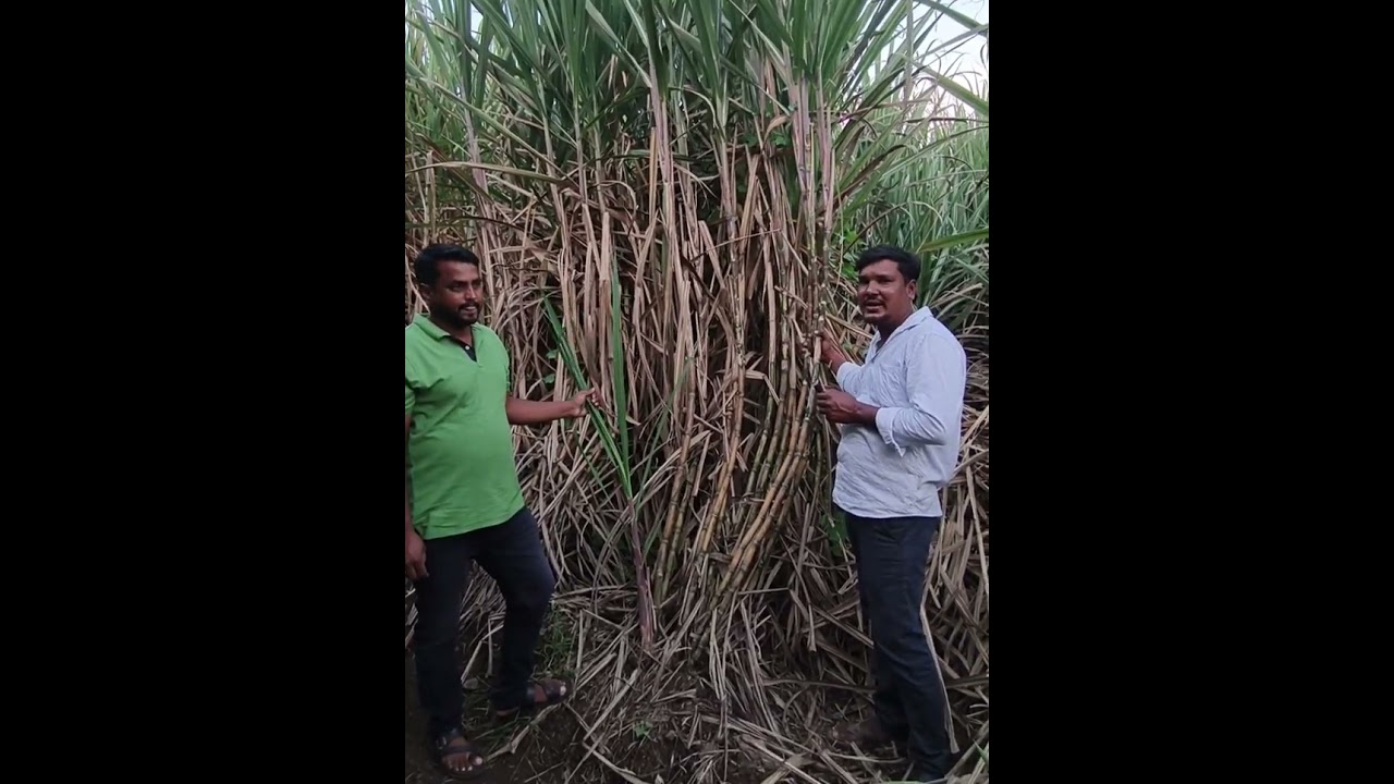 ಹೊಸ ಕಬ್ಬಿಣ ತಳಿಗಳು 2025-2026 ವೈಷ್ಣವಿ ಕಬ್ಬಿಣ ನರ್ಸರಿ ಬಿದರಿ 9731590362 🫡🙏