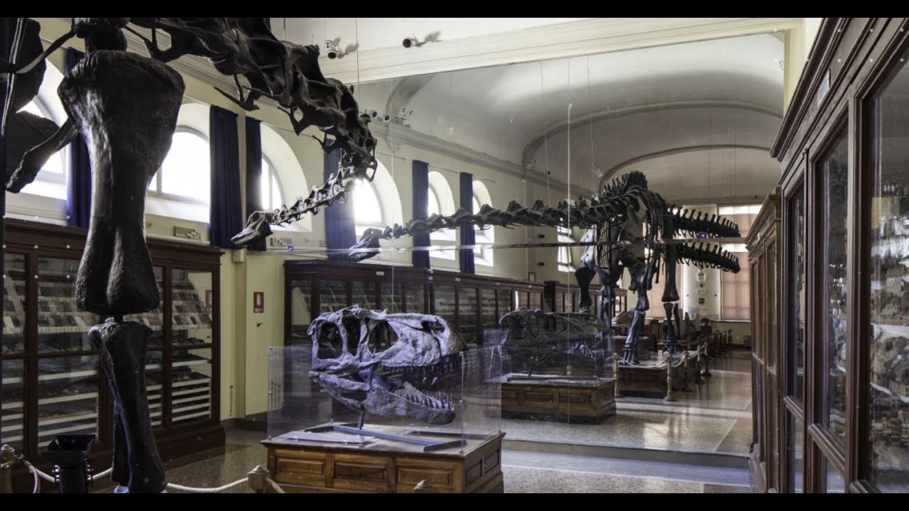 University Museum System - University of Bologna