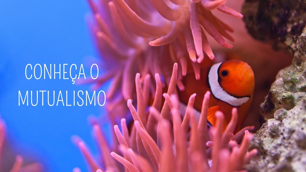 Mutualismo: a forma como os organismos cooperam entre si