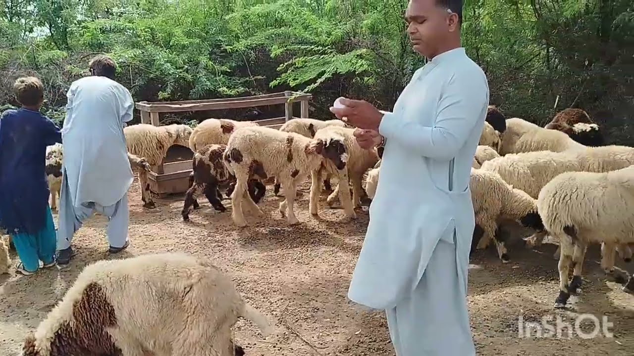 ETV Vaccine for Goats & Sheeps.