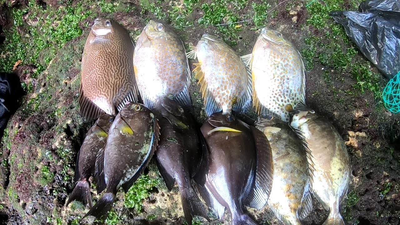 Seru!!! Mancing ikan Baronang dapat banyak