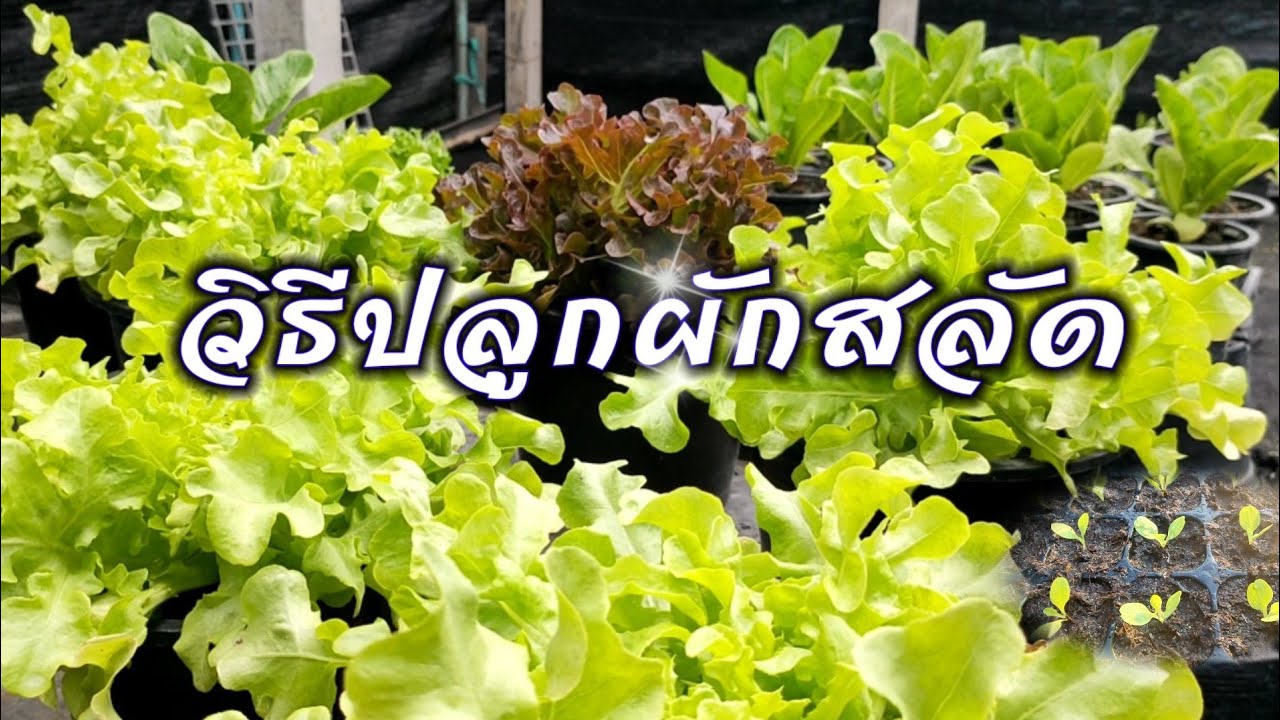 วิธีปลูกผักสลัด อย่างละเอียด เข้าใจง่าย ทำได้จริง