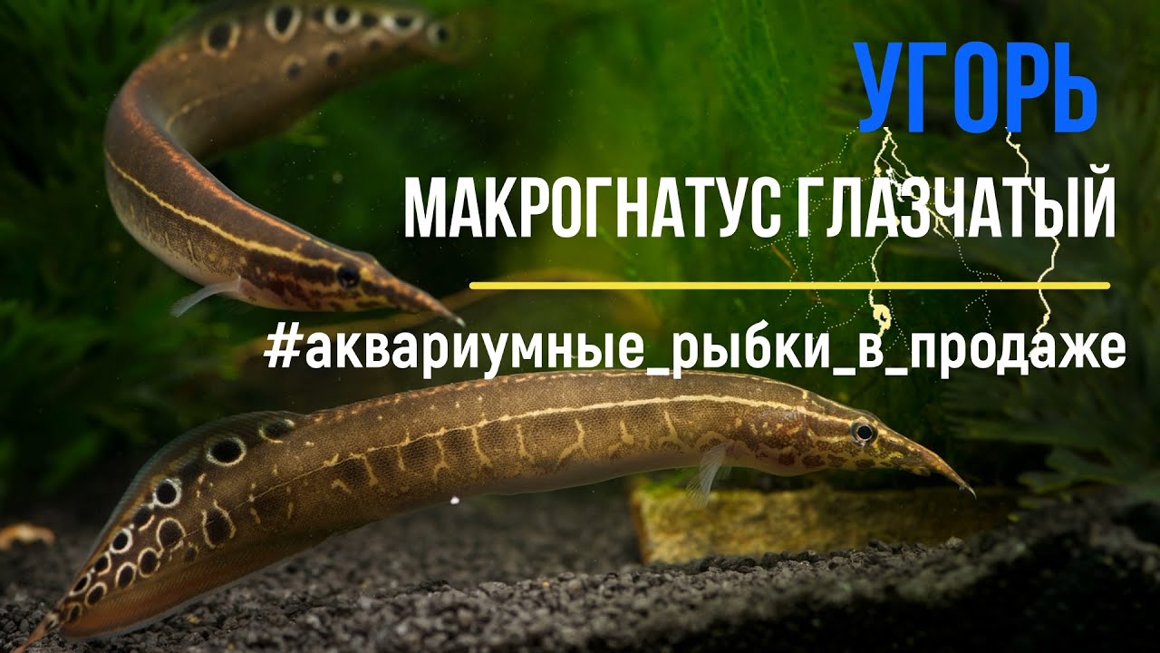 УГОРЬ Макрогнатус глазчатый (Macrognathus aculeatus) | НЕОБЫЧНЫЕ аквариумные рыбки