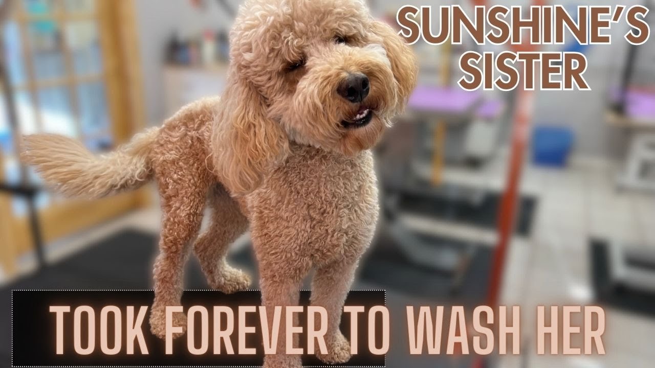 The THICKEST coated DOODLE I've EVER groomed!!