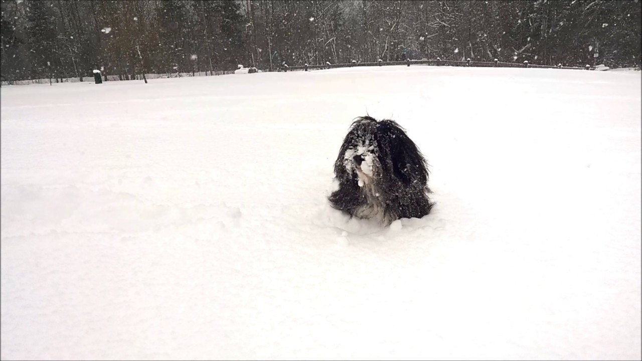 Tibet Terrier spielt im Schnee