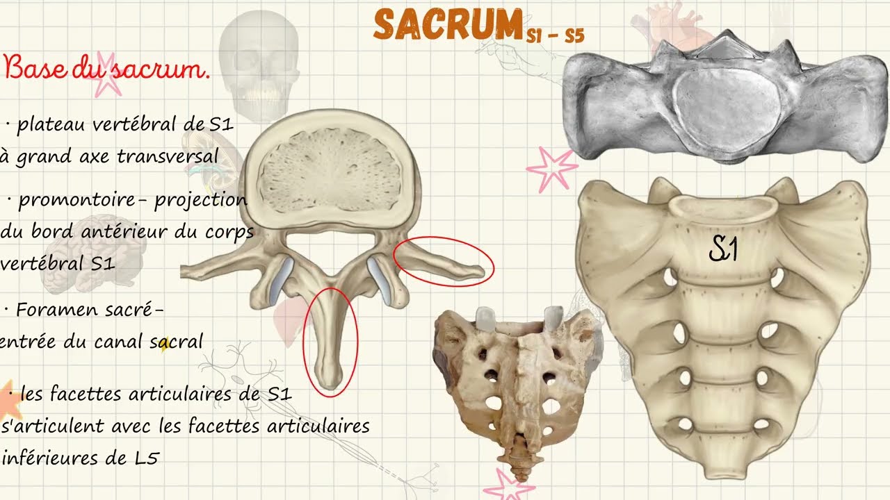 LE SACRUM | ANATOMIE DESCRIPTIVE [8]| ANATOMIE SIMPLIFIÉE DU CORPS  HUMAIN. 