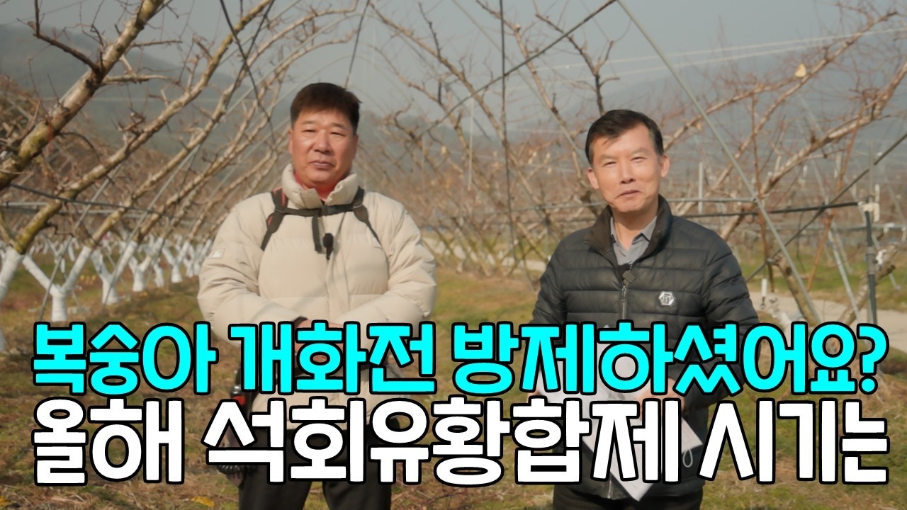 복숭아 개화전 방제하셨어요? 올해 석회유황합제 방제 시기는