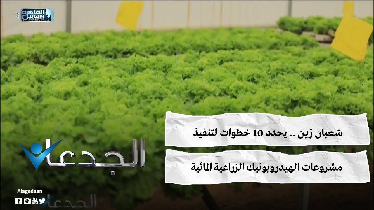 شعبان زين .. يحدد 10 خطوات لتنفيذ مشروعات الهيدروبونيك الزراعية المائية