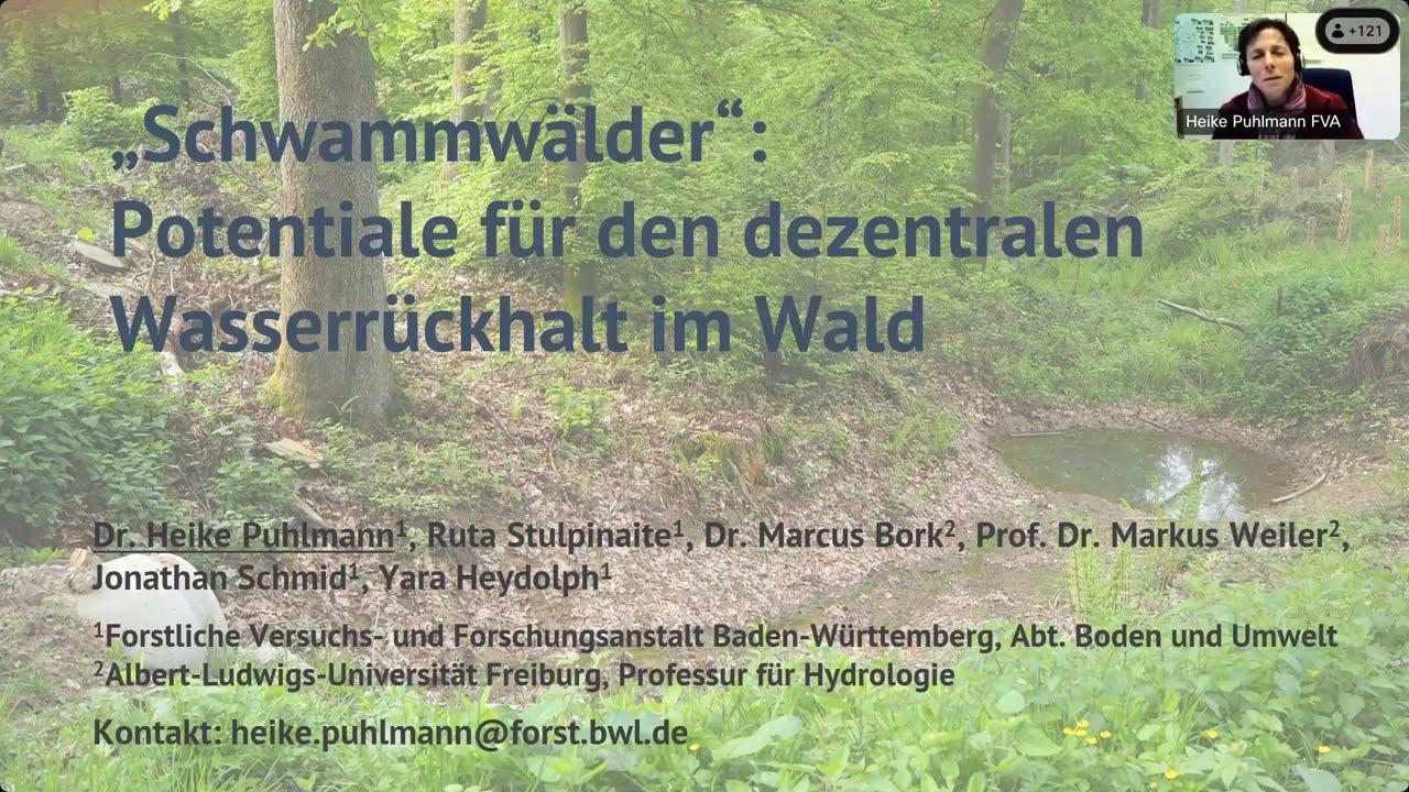 „Schwammwälder“: Potentiale für den dezentralen Wasserrückhalt im Wald