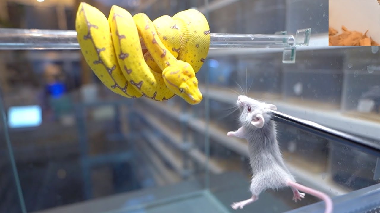一生のほとんどを樹上で生活する蛇はどうやって餌を食べるのか