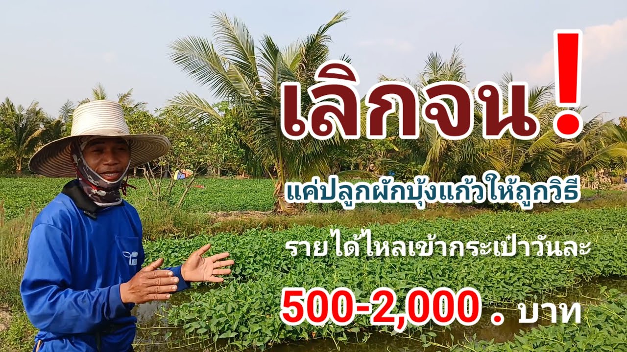 ไม่ต้องง้อเงินเดือน ปลูกผักบุ้งแก้วขายวันละ500-2,000 บาททำเป็นอาชีพหลักได้เลย