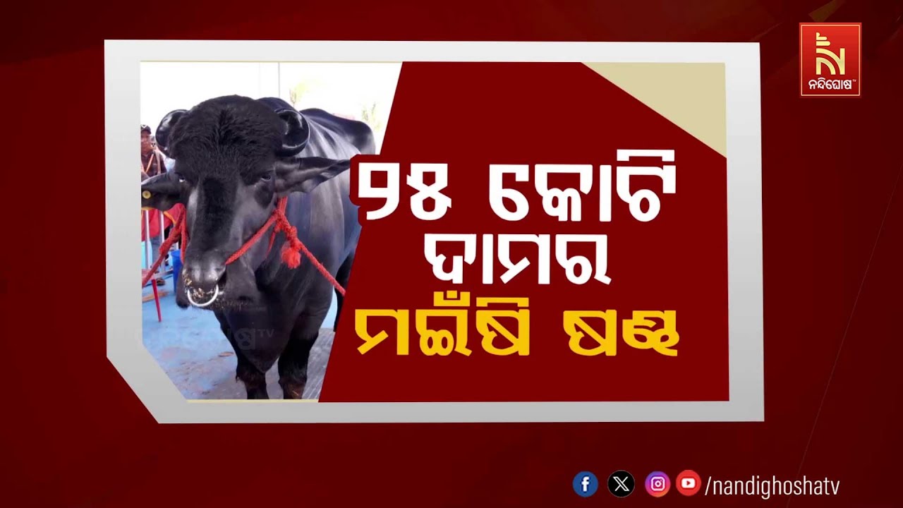 🔴 Live | ୨୫ କୋଟି ଦାମରେ ମହିଁଷି- ଷଣ୍ଢ