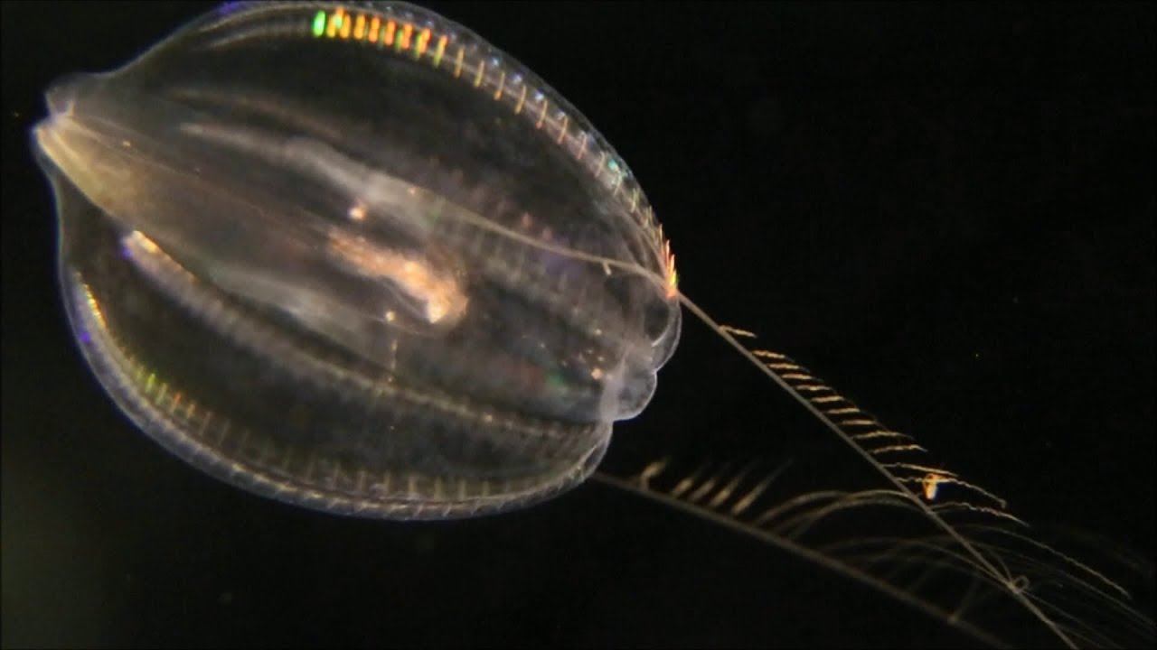 Why do we look at comb jelly behaviour?