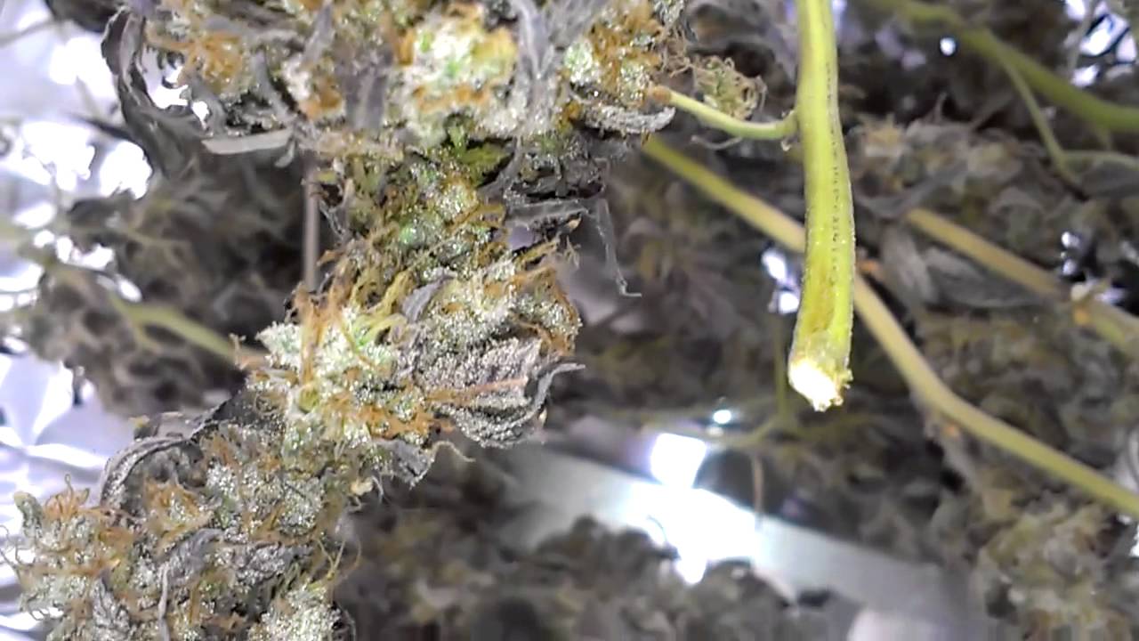TGA's Jack the Ripper purple pheno