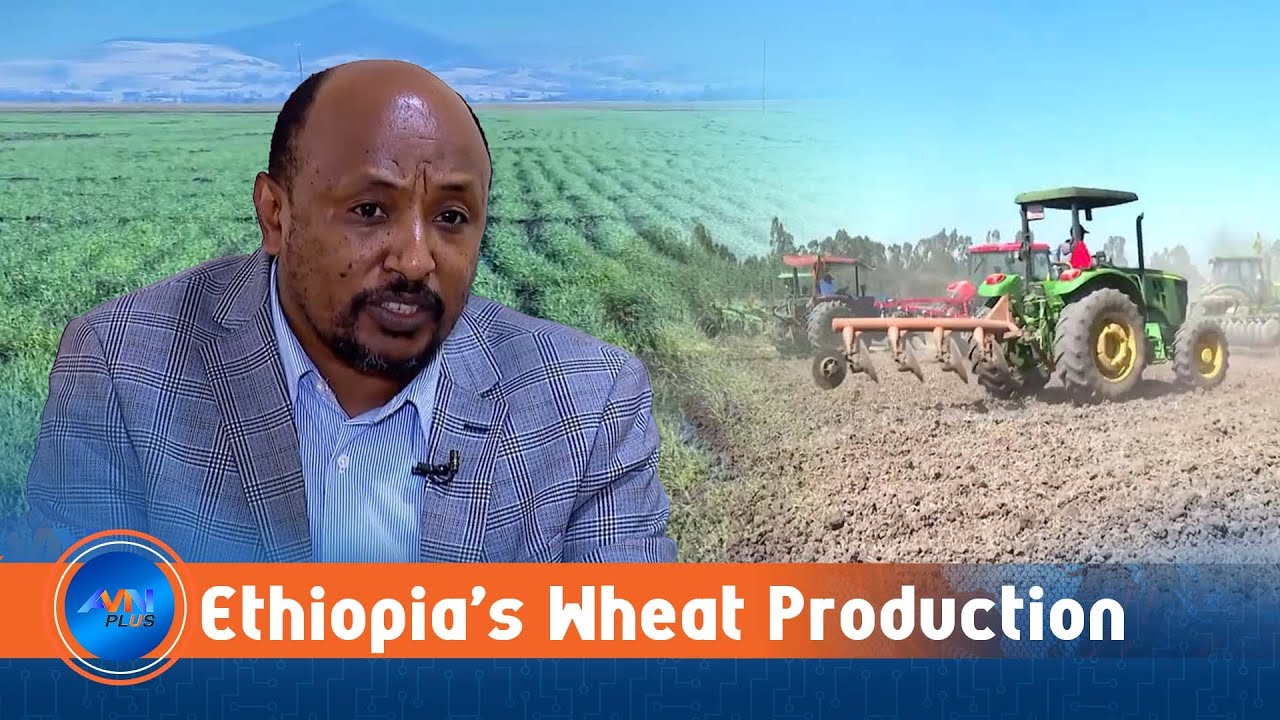 Wheat Farming Strengthens Ethiopia&rsquo;s Drive for Food Sovereignty