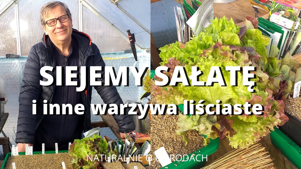 Siejemy sałaty i inne warzywa liściowe: rukolę, musztardowiec, cykorię I Naturalnie o ogrodach