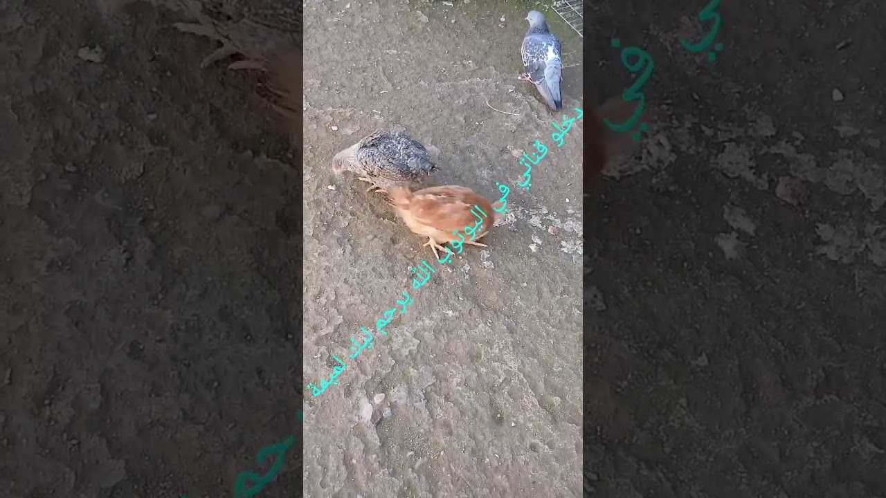 عمركم تيقو في أي كان سمعو شنو وقع