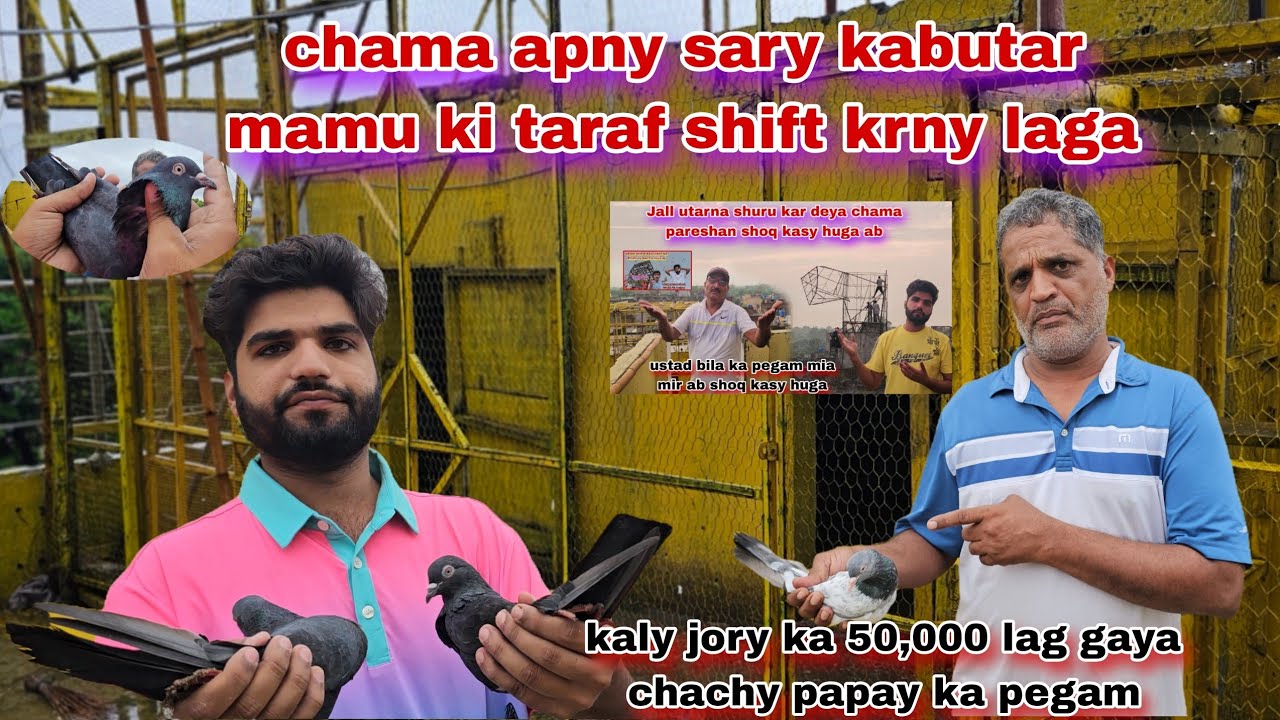 Chama kabutaro mamu ki taraf shift krny laga😯kaly jory ka 50,000 lag gaya chachu ka pegam 
