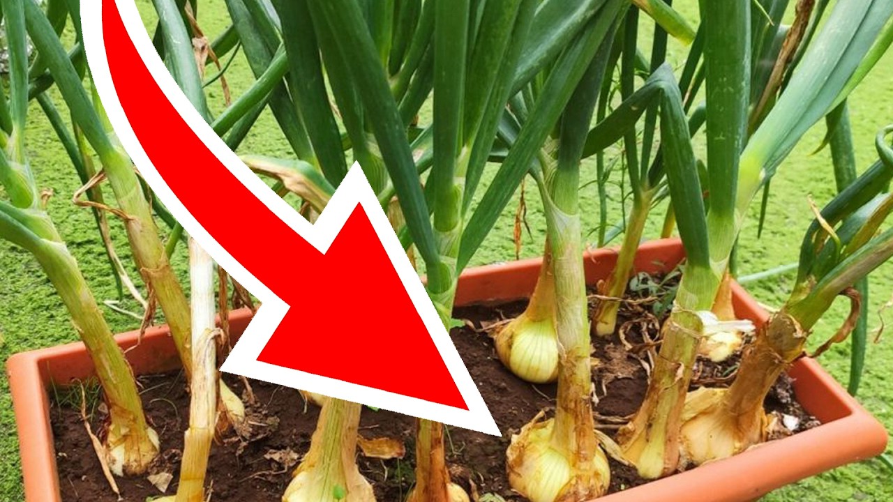CEBOLLA 🚀COMO CULTIVAR en MACETA ✔️ SIEMBRA con BUEN SUSTRATO y COSECHA propia en HUERTO HURBANO