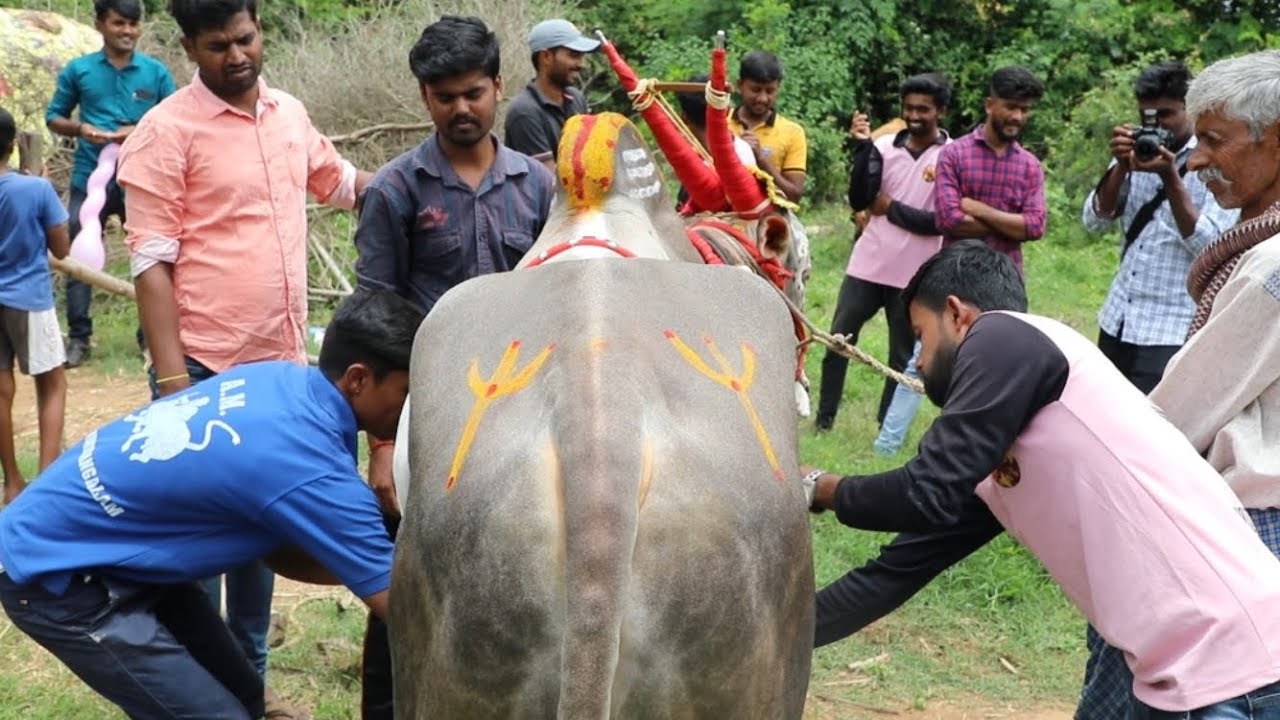 Furious Jallikattu bull decoration, Bail pola, Hallikar Stud bull, AM Bull hori habba