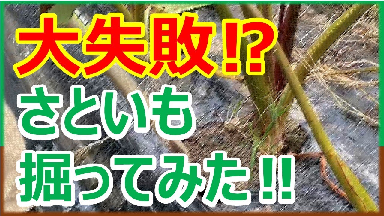 大失敗した里芋を掘ってみた！