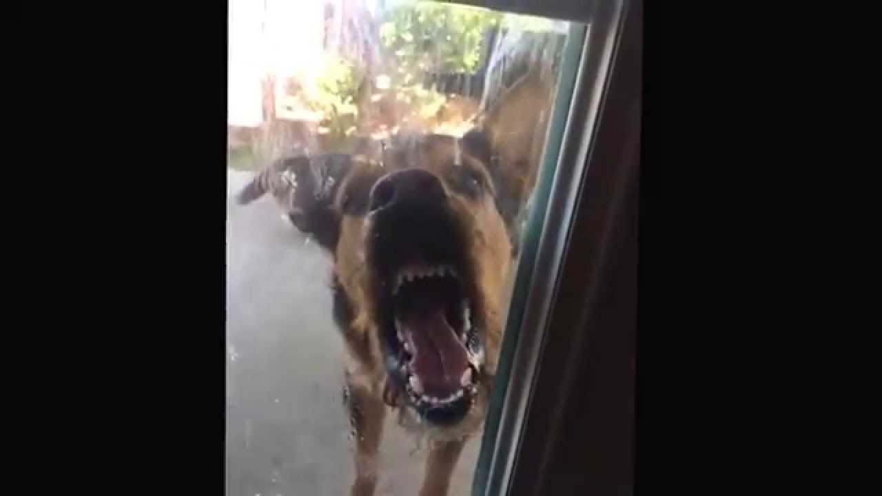 Funny Dog Licking and Biting Window