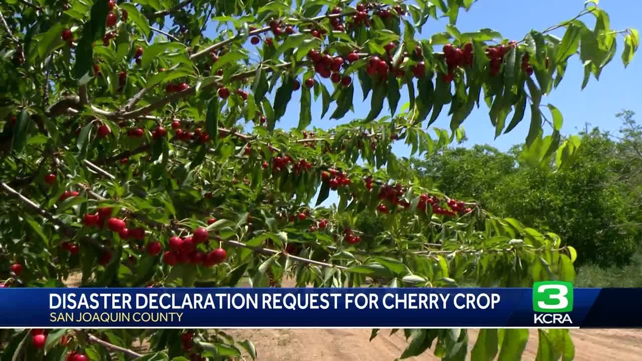 San Joaquin County sees economic loss of $100M due to poor cherry crop
