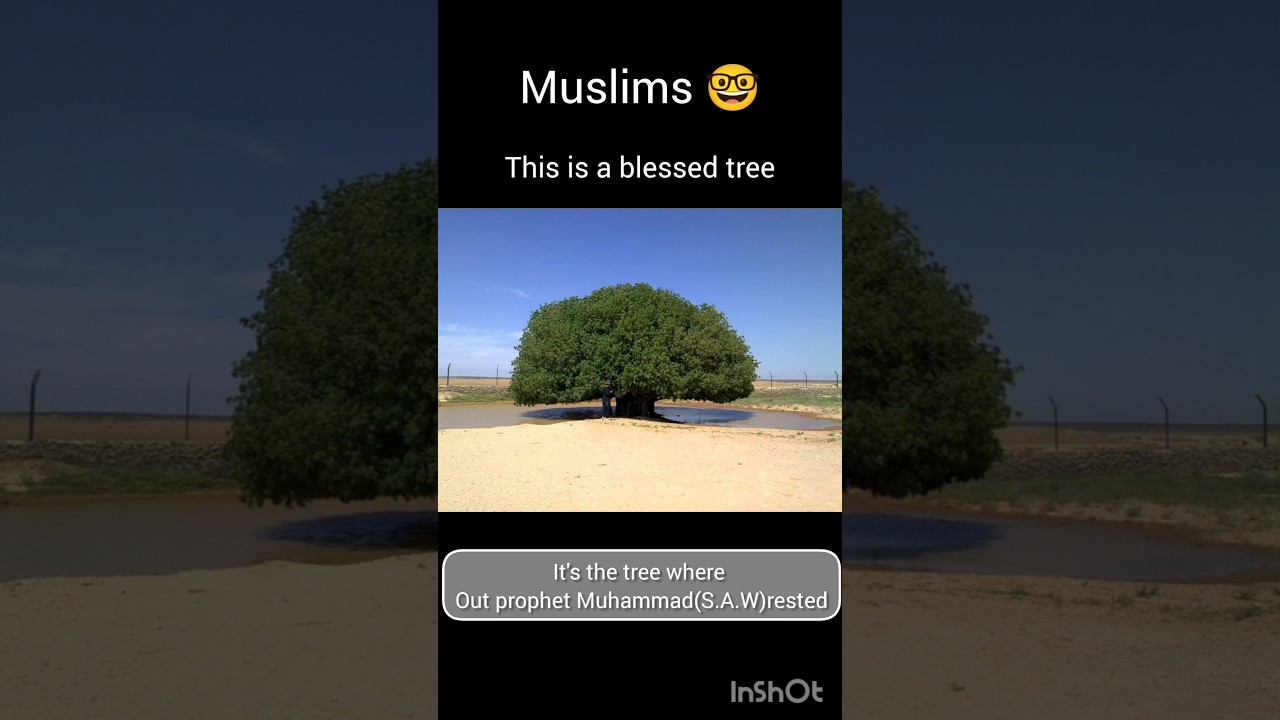 The sahabi tree #halal #islam