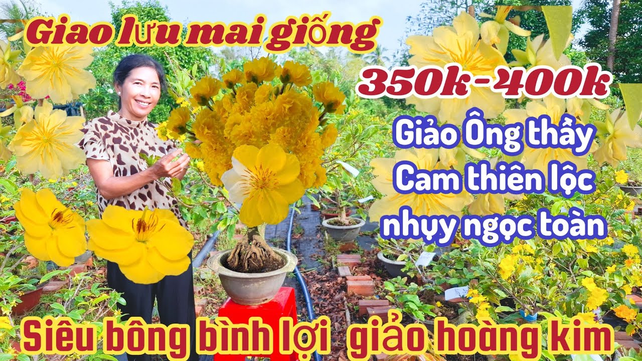 12/03/2026💥 Mai vàng Mai giống mới nhất, giảo ông thầy, giảo như ý siêu bông bình lợi nhụy ngọc toàn