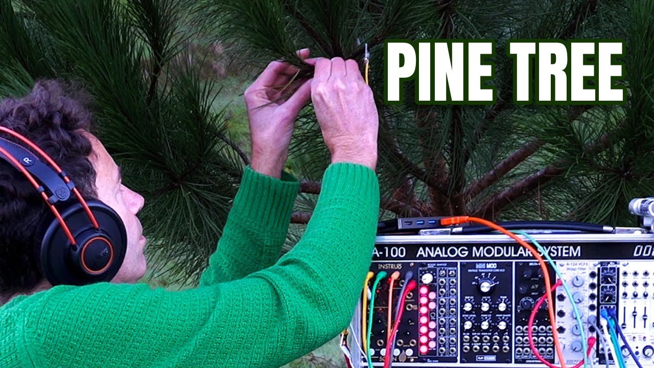 This Pine Tree Doesn’t Follow Time — It Shapes It (Deep Meditation Experiment)